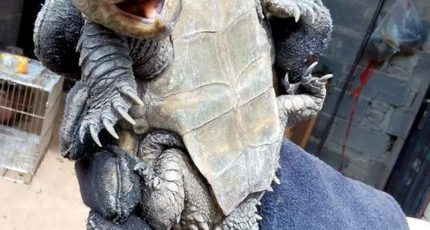 Encuentran una extraña tortuga 
