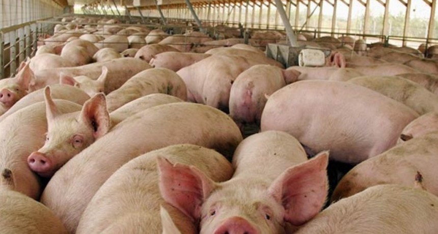 Los productores porcinos sufren el impacto de la pandemia