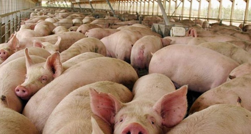 El Gobierno busca un acuerdo con China por inversiones para carne de cerdo