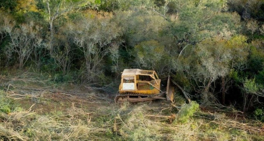 Paran desmontes ilegales en 546 hectáreas de siete departamentos de Salta
