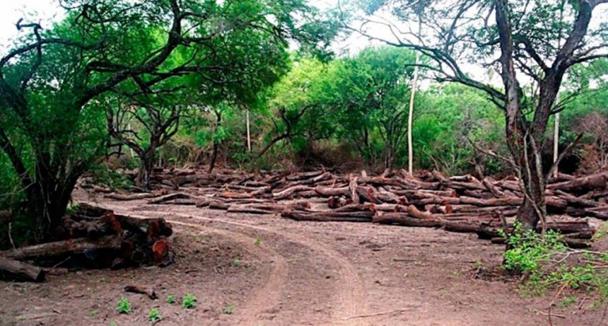 En los últimos 20 años se perdieron 6,5 millones de hectáreas de bosques 