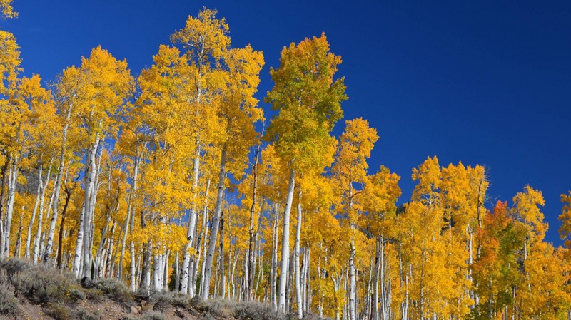El árbol más viejo que las pirámides