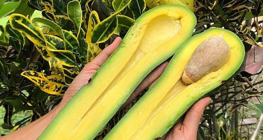 La palta que se  viralizo en las redes sociales