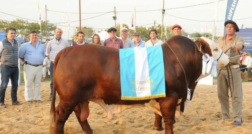 La raza Braford ganadora en la Expo Corrientes