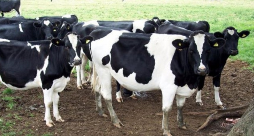 El precio de la leche bajó 25% en dólares
