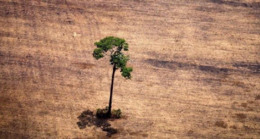 Amazonas podría perder definitivamente su vegetación