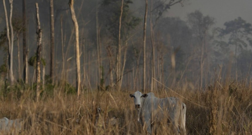 Los incendios en la Amazonia y el trasfondo millonario