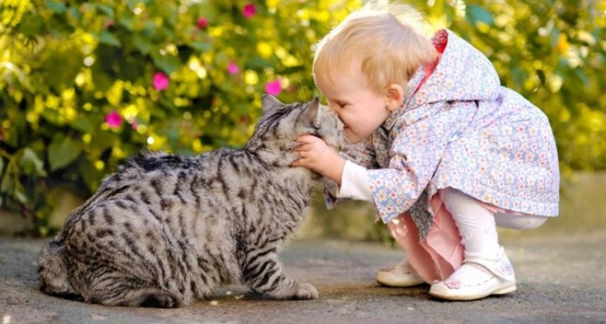 Que nos dicen los gestos y significados del gato