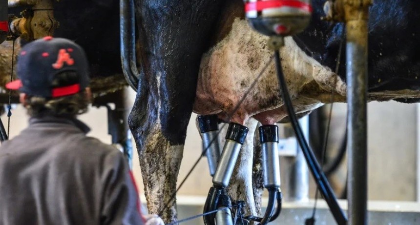 Los tambos aún no cubren los costos a pesar de haber aumentado la producción
