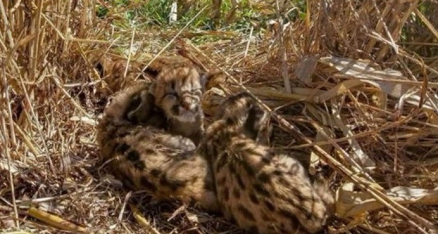 Se encontró con crías de puma en plena cosecha