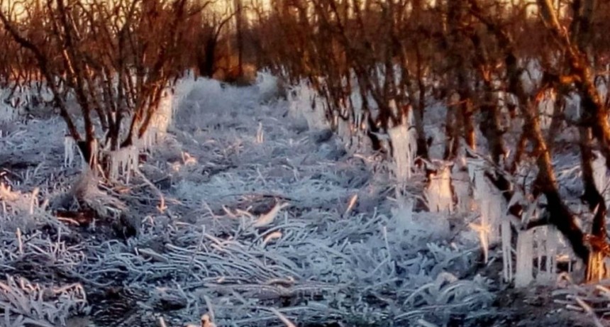 Temperaturas de 10 grados bajo cero destruyo frutales