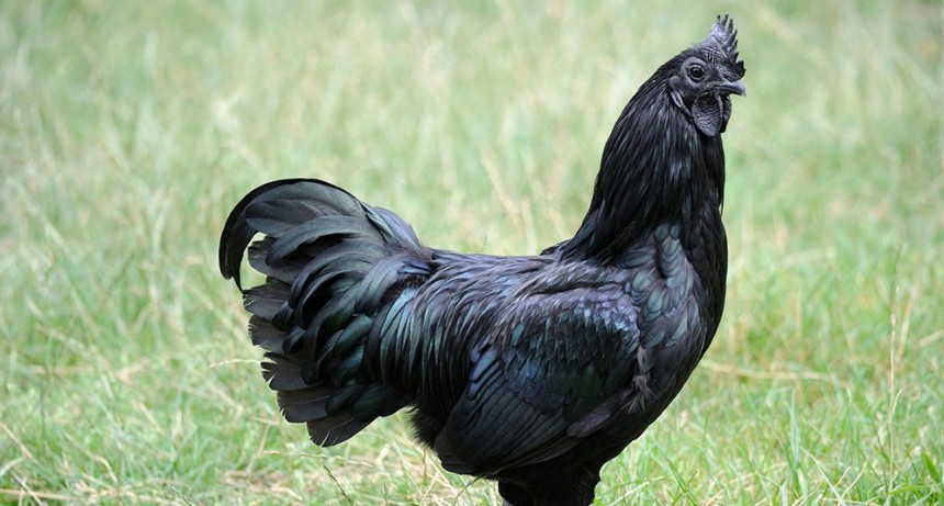 Pollos con plumas, carne y huesos negros
