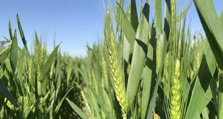 El trigo dejará entre US$ 600 y triguera dejará entre US$ 600 y US$ 890 millones menos por la sequía menos por la sequía