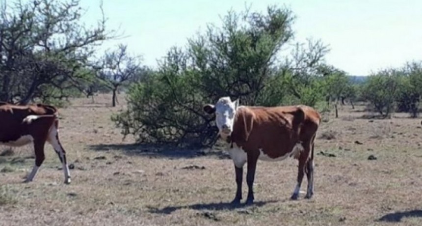La  sequía producirá el 49 % de reducción en la producción de carne  