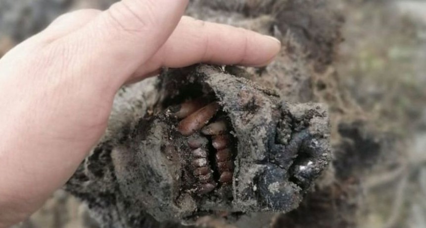 Hallan un oso extinto hace 15.000 años