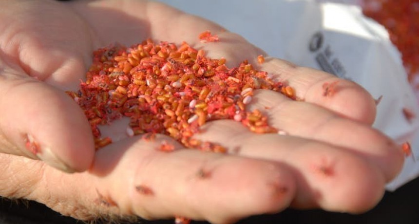 Liberan insectos estériles para controlar una plaga en la fruta