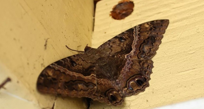 Las mariposas negras tienen un significado muy especial