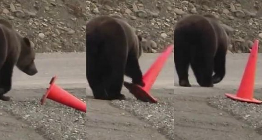 Oso enseña clases de civismo a los humanos