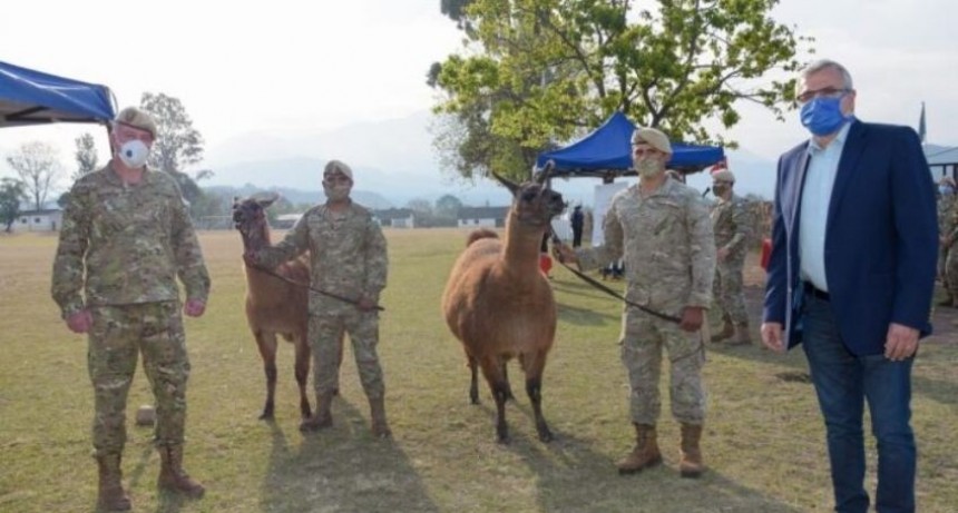 Gerardo Morales  entregó al ejército argentino 20 llamas 