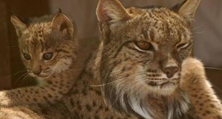 Linces nacidos en el centro de cría de El Acebuche 