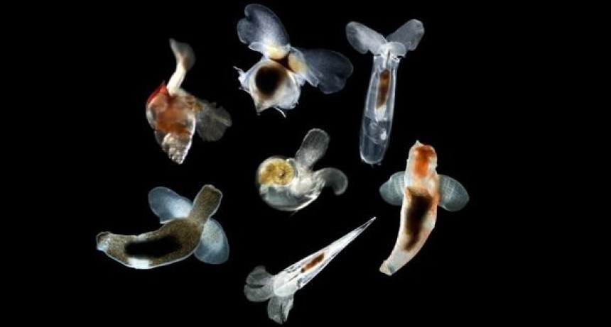 Mariposas marinas sobrevivieron a extinción de hace 66 millones de años