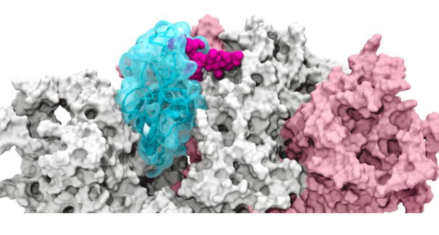 Descubren la molécula que permite al coronavirus entrar a las células
