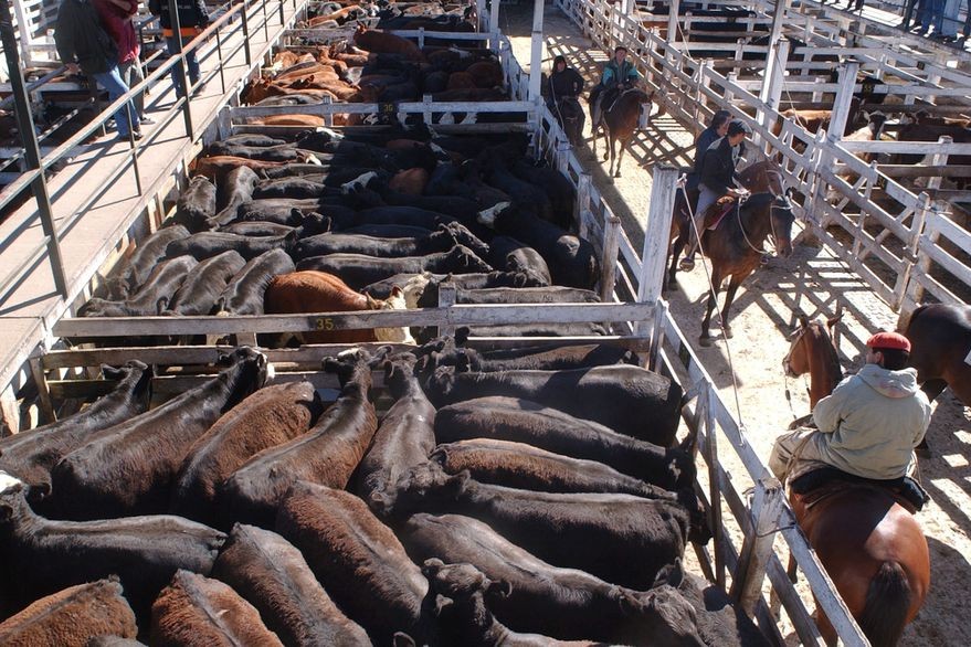 El Mercado Agro ganadero de Cañuelas cerro el Índice Generalcon una baja