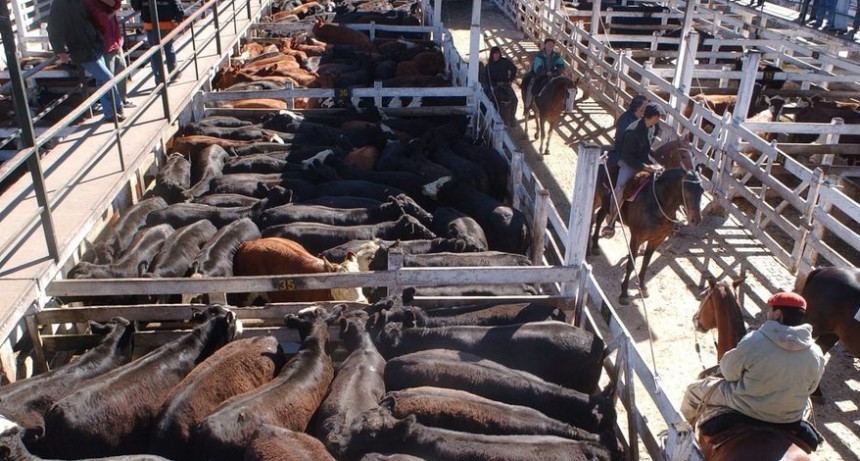 El Mercado Agro ganadero de Cañuelas cerro el Índice Generalcon una baja