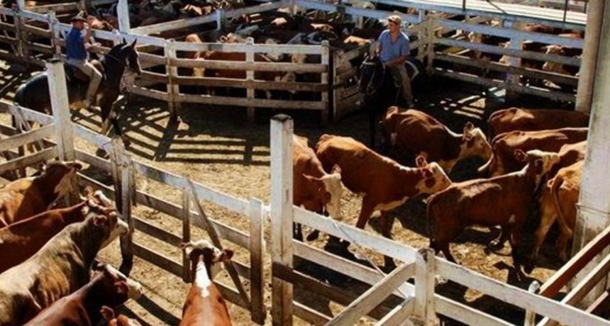 Precios en baja para los novillos en el Mercado de Liniers