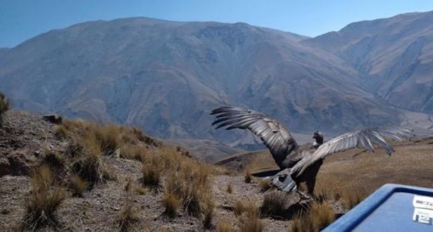 Sacha recupero su libertad
