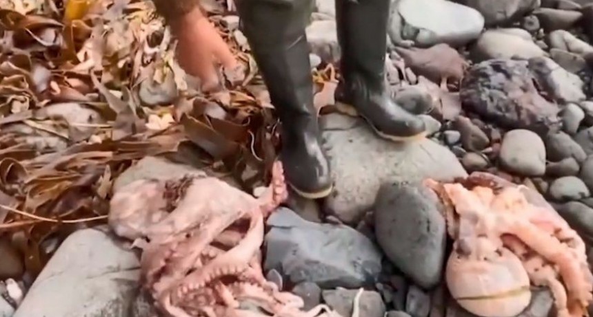 Amaneció una costa repleta de animales muertos