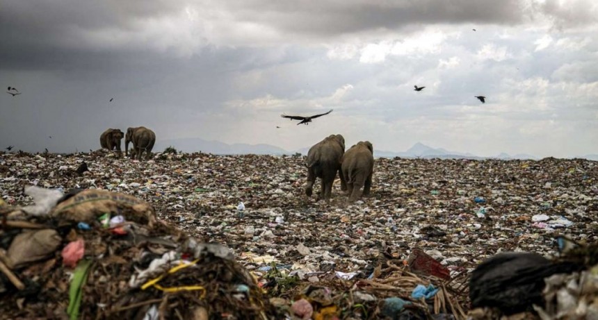 Manada de elefantes se alimentan de basura