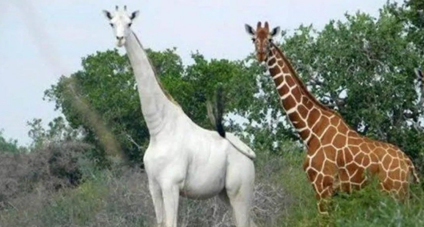 La jirafa blanca  es un ùnico ejemplar en el planeta
