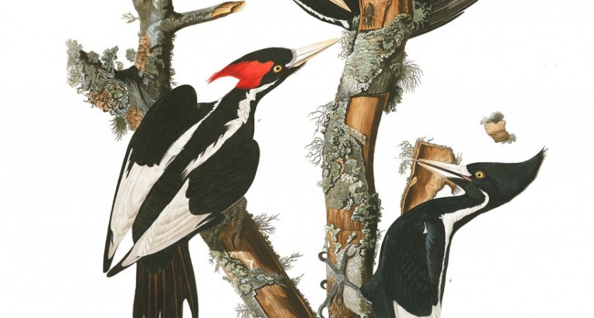  El pàjaro carpintero pico de marfil en extinciòn