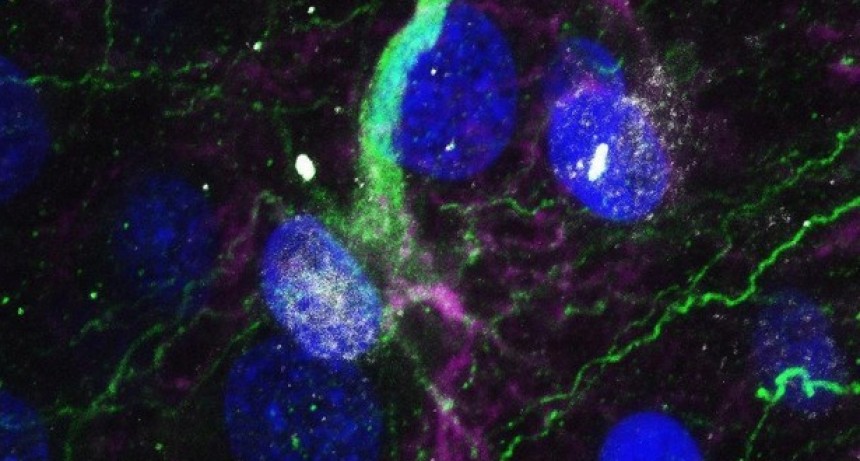 El cerebro humano puede generar neuronas hasta los 90 años