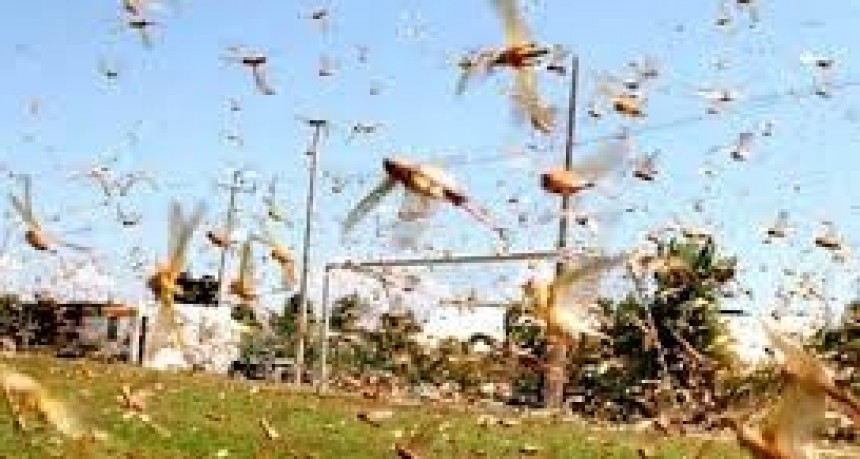 La desaparición de insectos es más grave de lo que se creía 