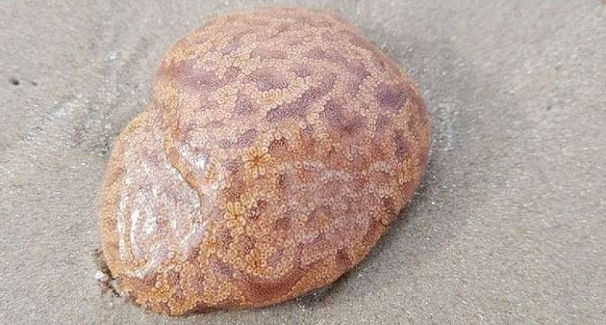 Encuentran en la playa un molusco con forma de cerebro