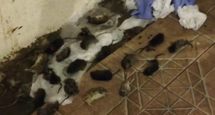 Invasión de ratas en la cordillera patagónica