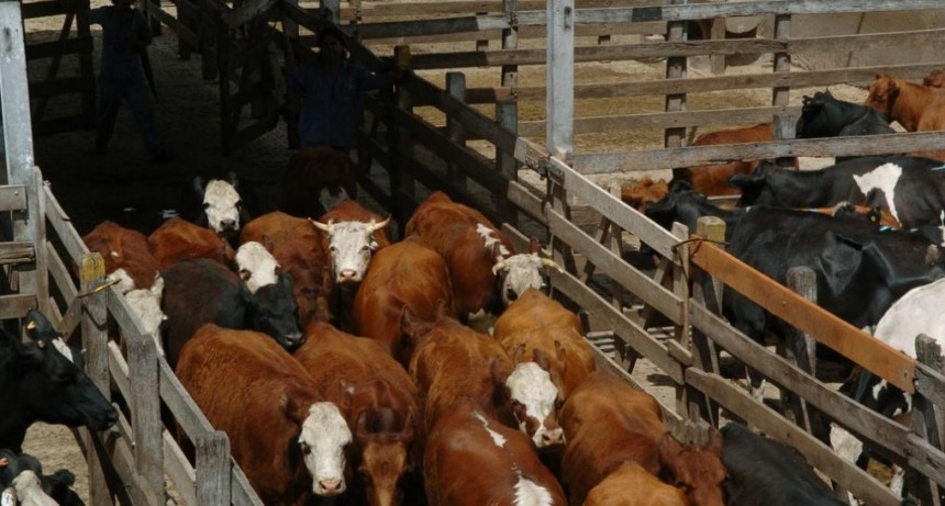 Mercado de Liniers trabajo en baja del 1,52%