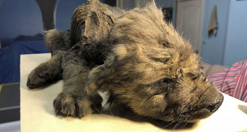 El deshielo de Siberia pone en descubierto un animal desconocido