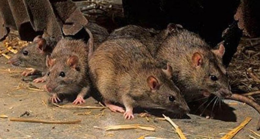 Bolivia alarma por el virus 'Chapare'