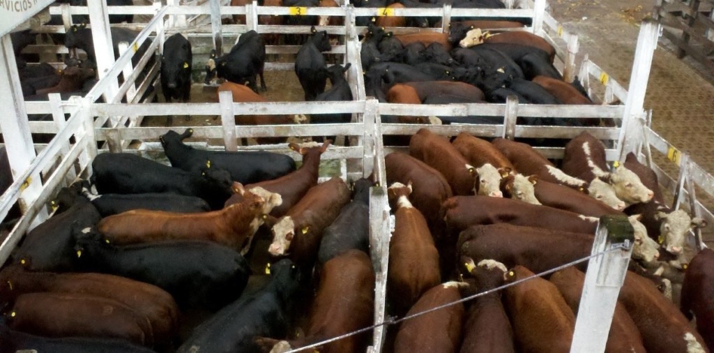 Mercado Agro ganadero de Cañuelas cerro estable