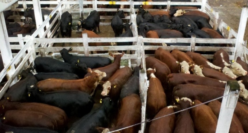 Mercado Agro ganadero de Cañuelas cerro estable