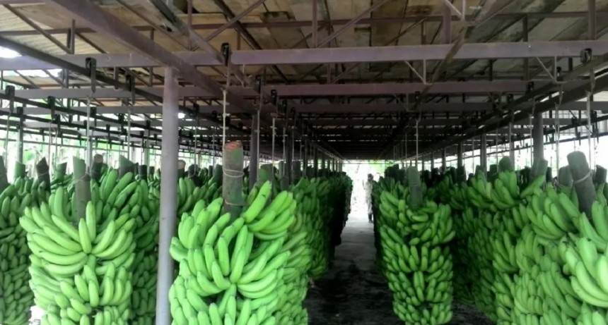 Capitales privados Invirtieron US$6 millones para competir con las bananas del exterior