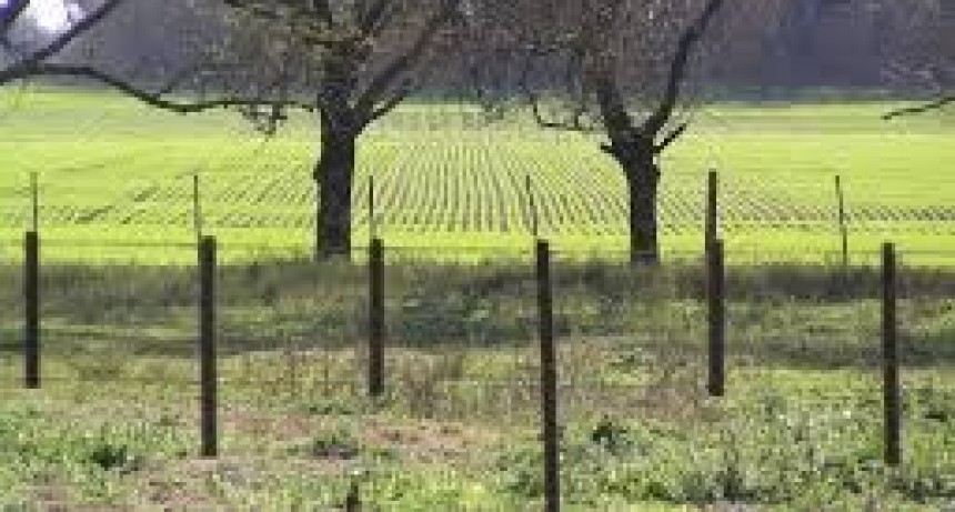 La siembra de soja y maíz nacional ya cubrió casi el 50% del área estimada