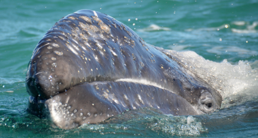 Arribo de la ballena gris en México en la temporada 2019 – 2020