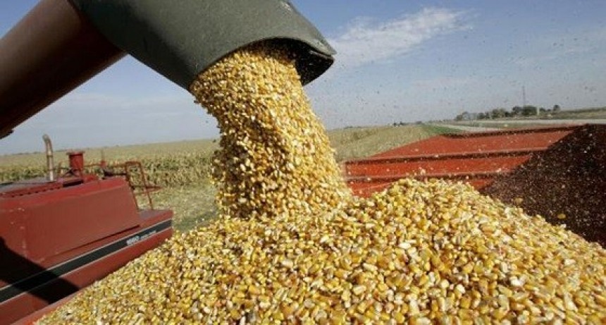 El aumento de las retenciones podría llegar al 34% para la soja y al 124% para trigo y maíz