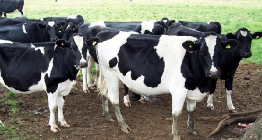 Las medidas del Gobierno podrían acelerar la liquidación de vacas