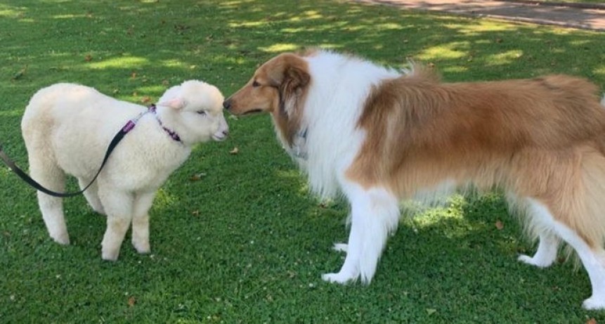 Dylan presentó a la oveja de la Quinta de Olivos