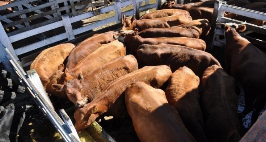   El Mercado de Liniers operó con 1460 vacunos 